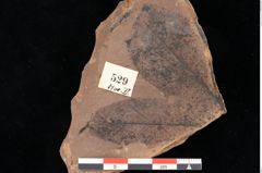 Foto (Detailansicht) von Myrica lignitum Unger (NHMW-GEO-2024-0188-0529)
